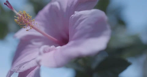 Closeup Rack Focus Shot of Pink Petunia Flower in Tampa, Florida Stock Footage 209597891
