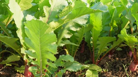 CloseUp Radish Roots Emerging Stock Footage 326157254