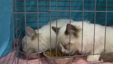Closeup Ragdoll cats in cage at cat show Stock Footage 80393097