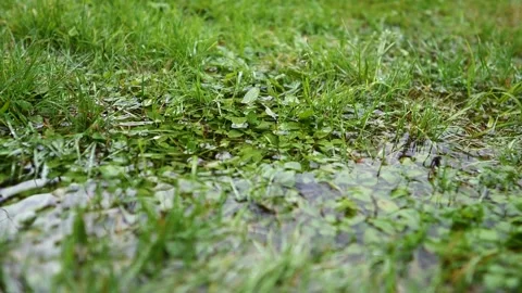 Closeup of rain droplets falling down on green grass in summer. Stock Footage 201936296