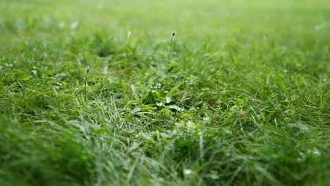 Closeup of rain droplets falling down on green grass in summer. Stock Footage 201936315