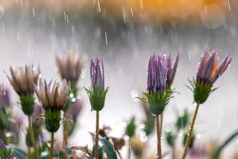 Closeup of rain droplets falling down on colorful flowers in summer garden. Stock Photos