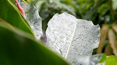 Closeup Rain Drops Hitting Green Leaf on a Stormy Day Stock Footage 110341636