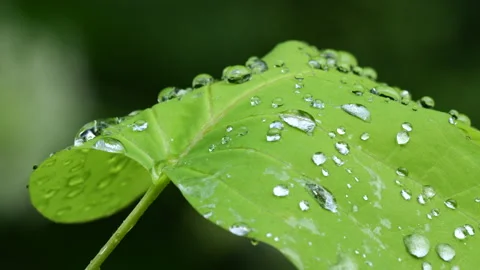 Closeup of rain water drops on leaf 動画素材 313361183