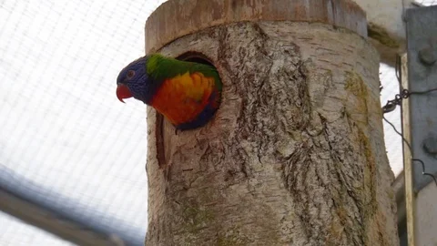 Closeup of a Rainbow lorikeet looking out of its birdhouse and then hiding aw Stock Footage