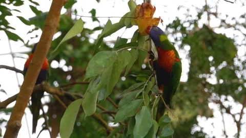 Closeup of a rainbow lorikeet sitting on a tree branch and eating from a frui Stock Footage 125245925
