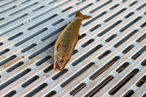 Closeup of Rainbow Trout Stock Photos