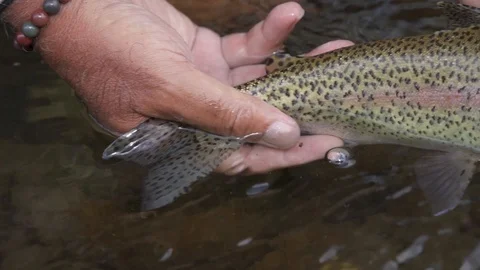 Closeup of rainbow trout, slow motion Stock Footage 94754489