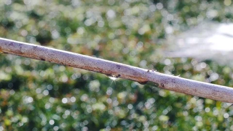 Closeup of raindrop dew reflecting sunlight and sparkling on stick Stock Footage 82799780