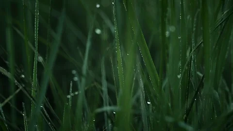 Closeup Raindrop on Grass Видео 111246504