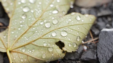 Closeup of Raindrops on autumn leaf laying on the ground Stock-Footage 120190191