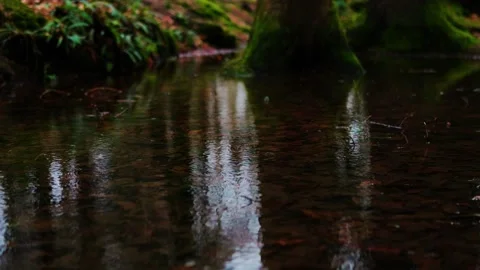 Closeup of Raindrops Creating Ripples on a Forest Pond with a Moody Autumn Stock-Footage 331182893