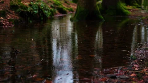 Closeup of Raindrops Creating Ripples on a Forest Pond with a Moody Autumn 스톡 동영상 331184185