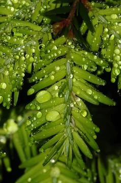Closeup Of Raindrops On An Eastern  Hemlock Stock Photos