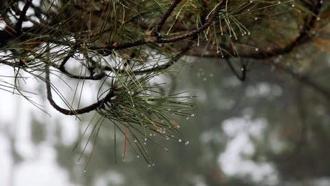 Closeup of raindrops on the spruce branches on a cloudy rainy day Stock Footage 122705453