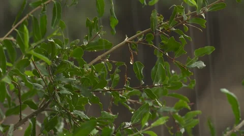 Closeup of rainy leaves Stock Footage 64221047