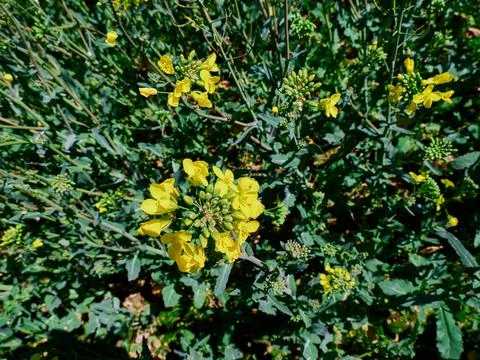 Closeup of rape plant Stock-Fotos