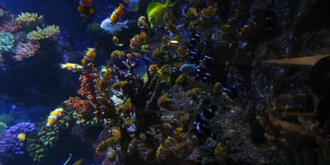 "Closeup of Rare and Beautiful Ocean Fish" Stock Footage 282977818