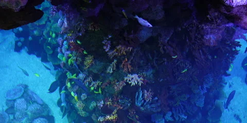 "Closeup of Rare and Beautiful Ocean Fish" Stock Footage 282977913