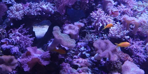 "Closeup of Rare and Beautiful Ocean Fish" Stock Footage 282977937
