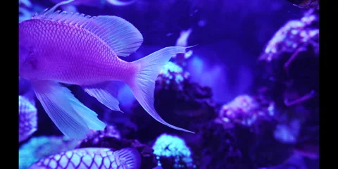 "Closeup of Rare and Beautiful Ocean Fish" Stock Footage 282978507