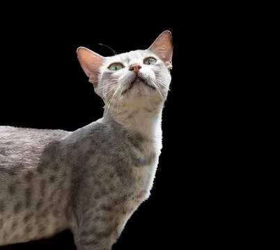 Closeup of a rare Rusty Spotted cat in Nepal with green eyes Stock-Fotos