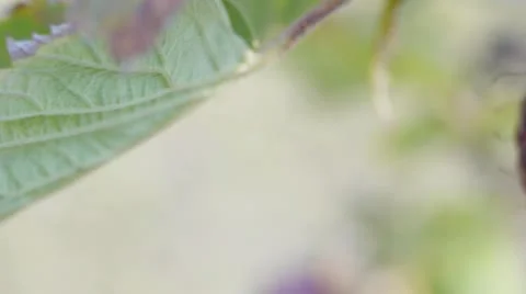 Closeup of Raspberry Stock Footage 11945805