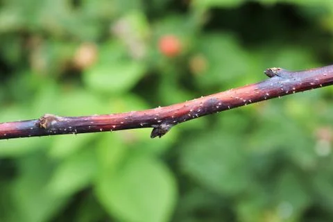 Closeup of a raspberry inflected with cane blight Stock Photos
