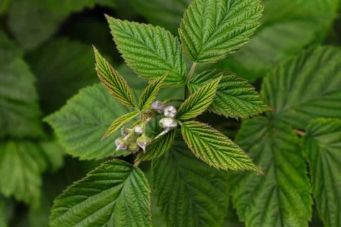 Closeup of raspberry leaves with unopened flower buds Stock Photos