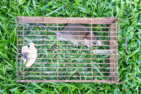 Closeup of rat mouse caught in rat trap cage Stock Photos