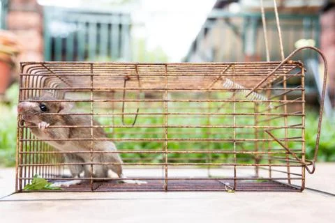 Closeup of rat mouse caught in rat trap cage Stock Photos