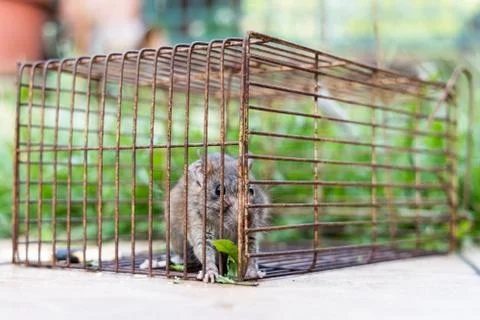 Closeup of rat mouse caught in rat trap cage Stock Photos