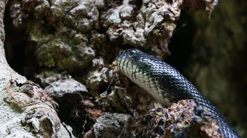 Closeup of Rat snake. Stock Footage 336579502