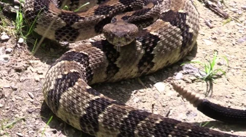 Closeup rattle snake facing camera rattling tale Red River gorge Kentucky Video stock 52634575