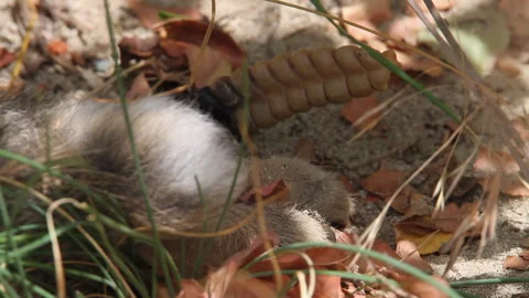 Closeup of rattlesnake tail rattle as snake eats cottontail rabbit Stock Footage 247493372