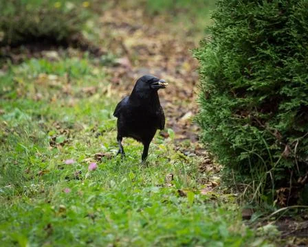 Closeup of a raven walking on a patch of grass with greenery surrounding it Stock Photos