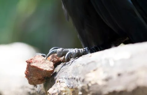 Closeup of a raven's claw Stock Photos