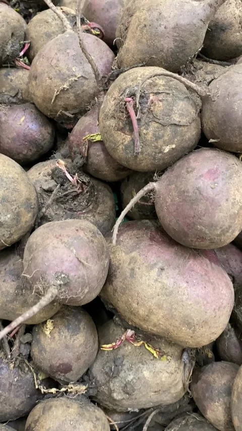 Closeup of raw beetroots forming earthy textured background for natural foo.. Stock Footage 314664313