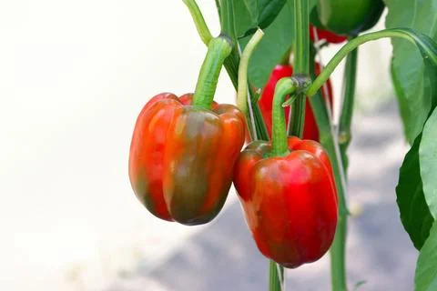 Closeup raw bell pepper on the tree Stock Photos