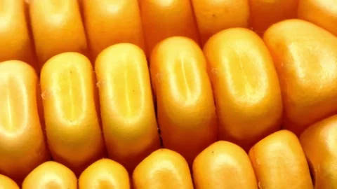 Closeup raw corn seed Yellow maize grains on a delicious background Stock Footage 336581503