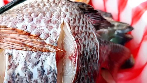 Closeup of raw fish meat, highly nutritious. Stock Footage 325384637