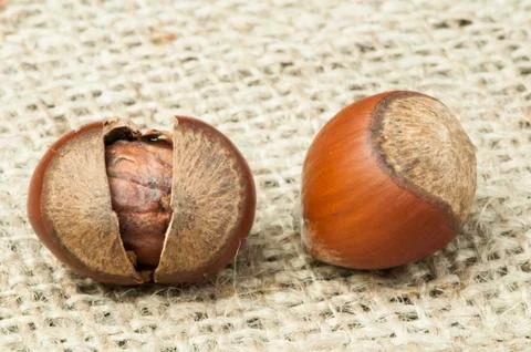 Closeup raw hazelnuts on burlap Stock Photos