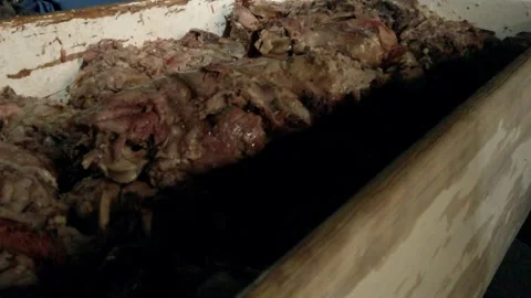 Closeup of Raw Meat Carcasses in Processing Facility During Butchering Stock Footage 340879067