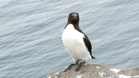 Closeup razorbill Stock Footage 75645885