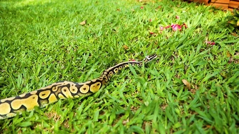 Closeup of real python crawling on the green grass. Stock Footage 124510093