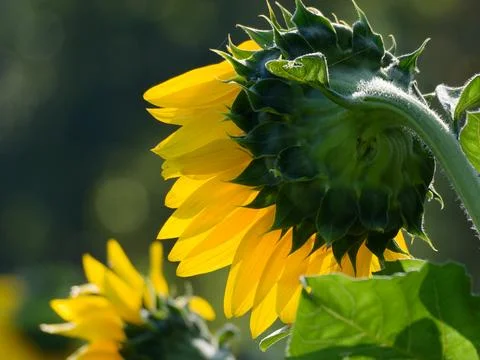 Closeup rear view of backlite blooming sunflower 库存照片