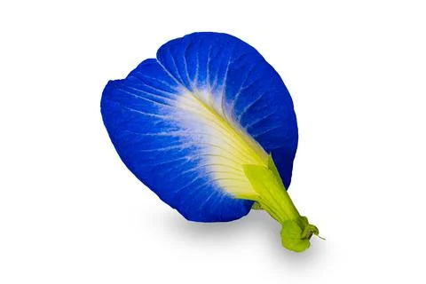 Closeup rear view of blooming single blue butterfly pea flower. Foto stock