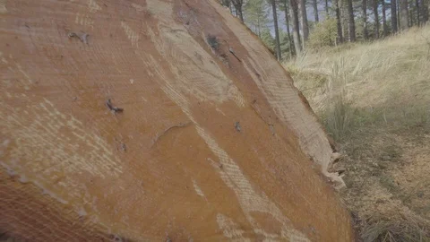 Closeup of recently cut huge tree log, very fresh. Vídeo Stock 99936604