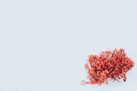Closeup of red algae isolated on white background with copy space Foto stock