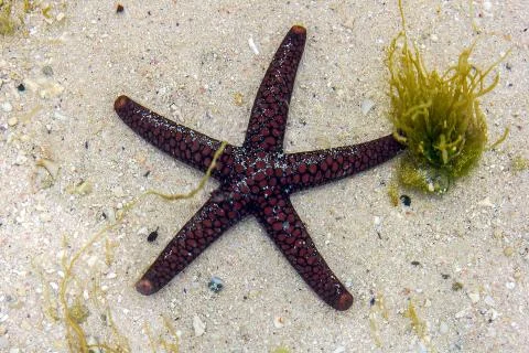 Closeup of a red and black starfish under water on sand background Stock Photos